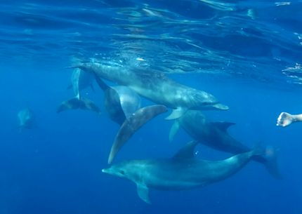 Delfinshow Hurghada